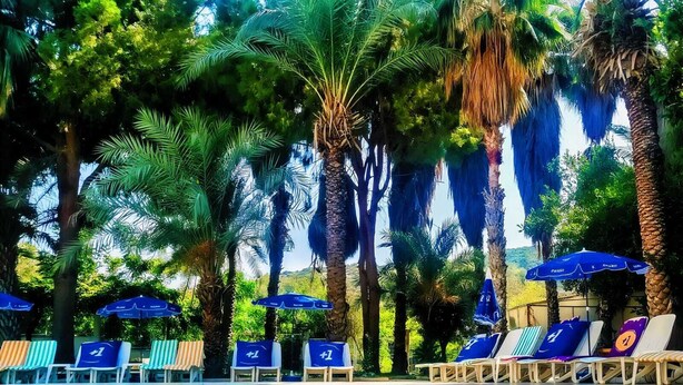 A poolside area with lounge chairs and umbrellas, surrounded by palm trees. - Softa Vivanco Hotel (Bozyazi)
