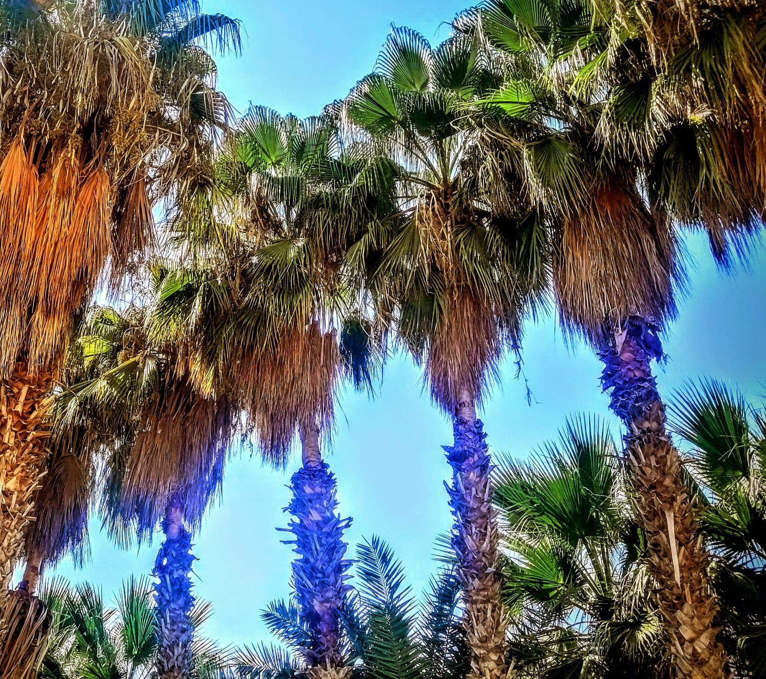 A view of tall palm trees against a clear sky.