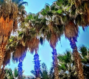A view of tall palm trees against a clear sky. - Softa Vivanco Hotel (Bozyazi)