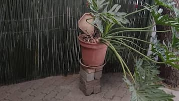 外觀