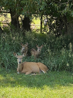 A deer lying down in a grassy area with dense foliage and trees in the background.