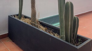 A potted cactus with a view of mountains in the background.