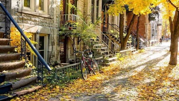 Una hilera de edificios históricos de piedra con una calle arbolada y una bicicleta estacionada en la acera.