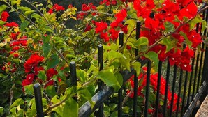 Un jardín con flores rojas y vistas a un paisaje montañoso.