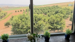 A view from a window overlooking a vineyard with rows of green trees and brown fields. - Oceanside Bonsall Panoramic View Treehouse Studio (Bonsall)
