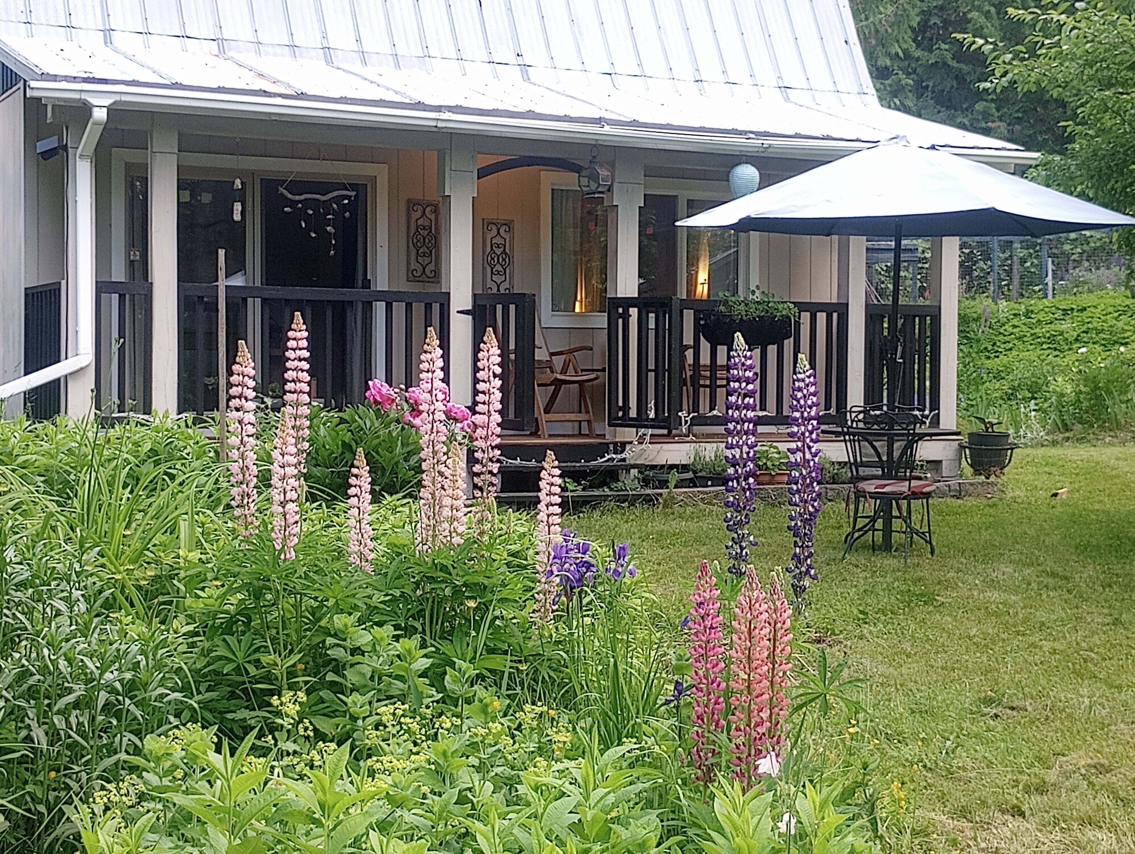 Spring Lupins in Front Yard
