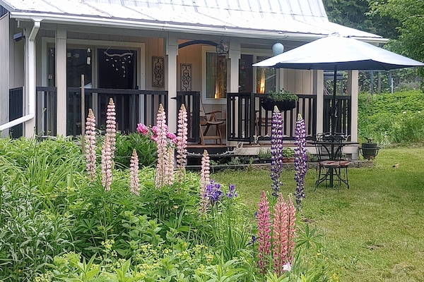 Spring Lupins in Front Yard