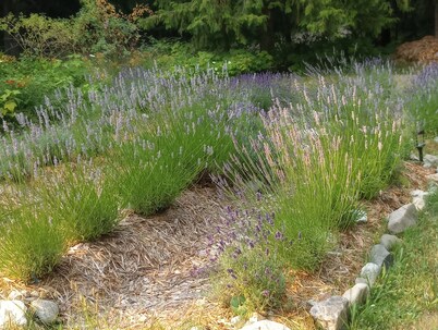 Lavender Cottage Family & Boating Retreat - Boat-Golf- Beach, Chill Repeat.