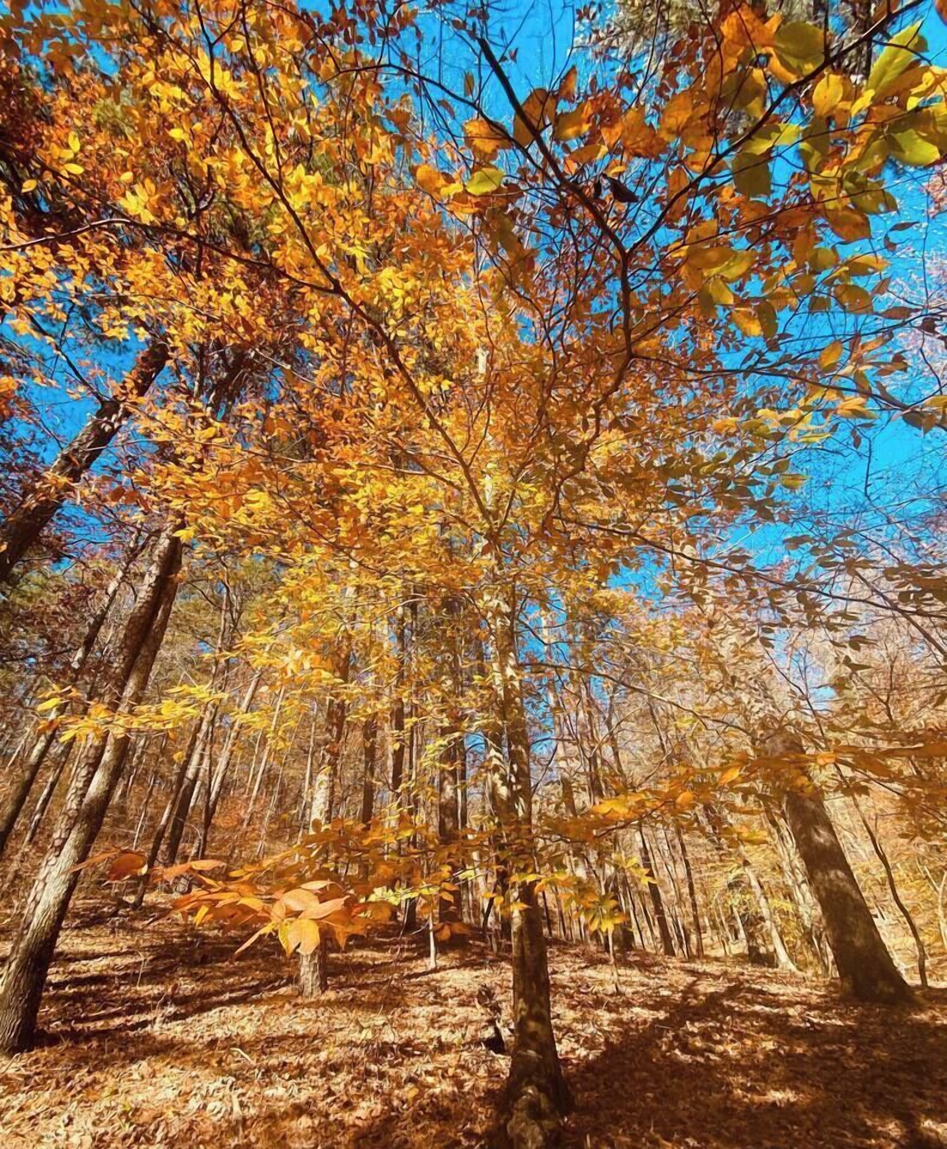 Ein Wald mit Herbstlaub und blauem Himmel.