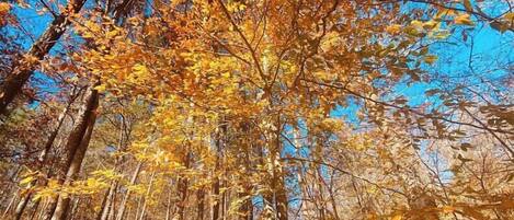 Ein Wald mit Herbstlaub und blauem Himmel.