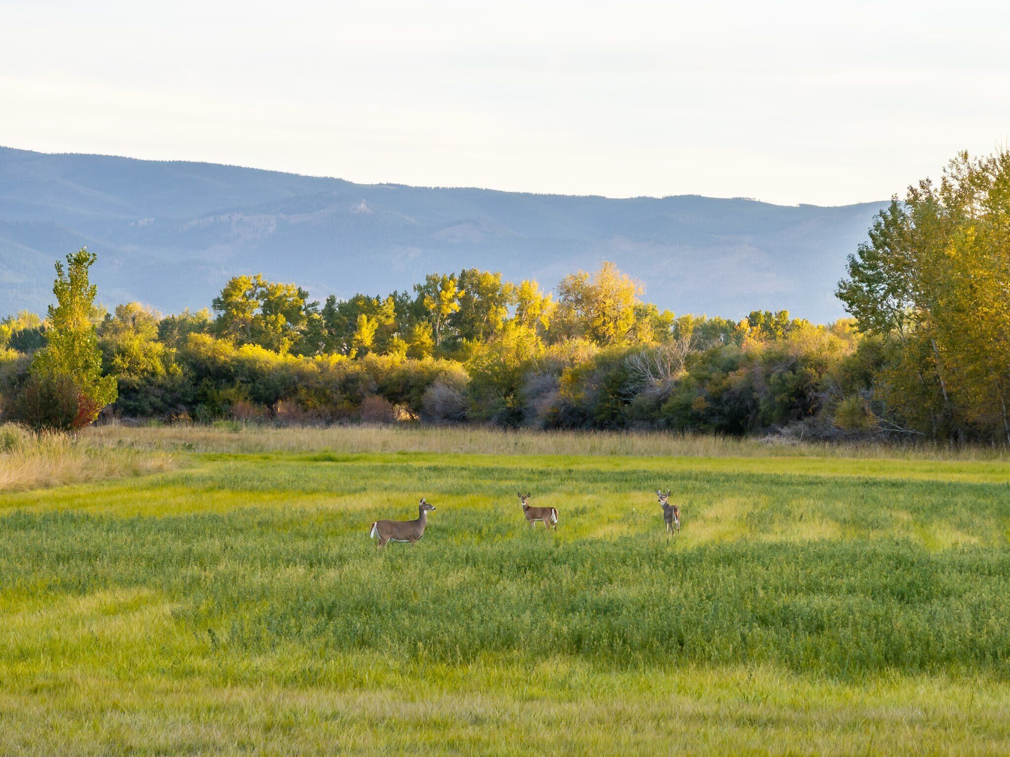 A grassy field with three deer and a forest in the background.