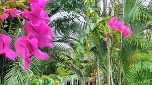 Una escalera conduce a un edificio rodeado de vegetación exuberante y flores rosadas.