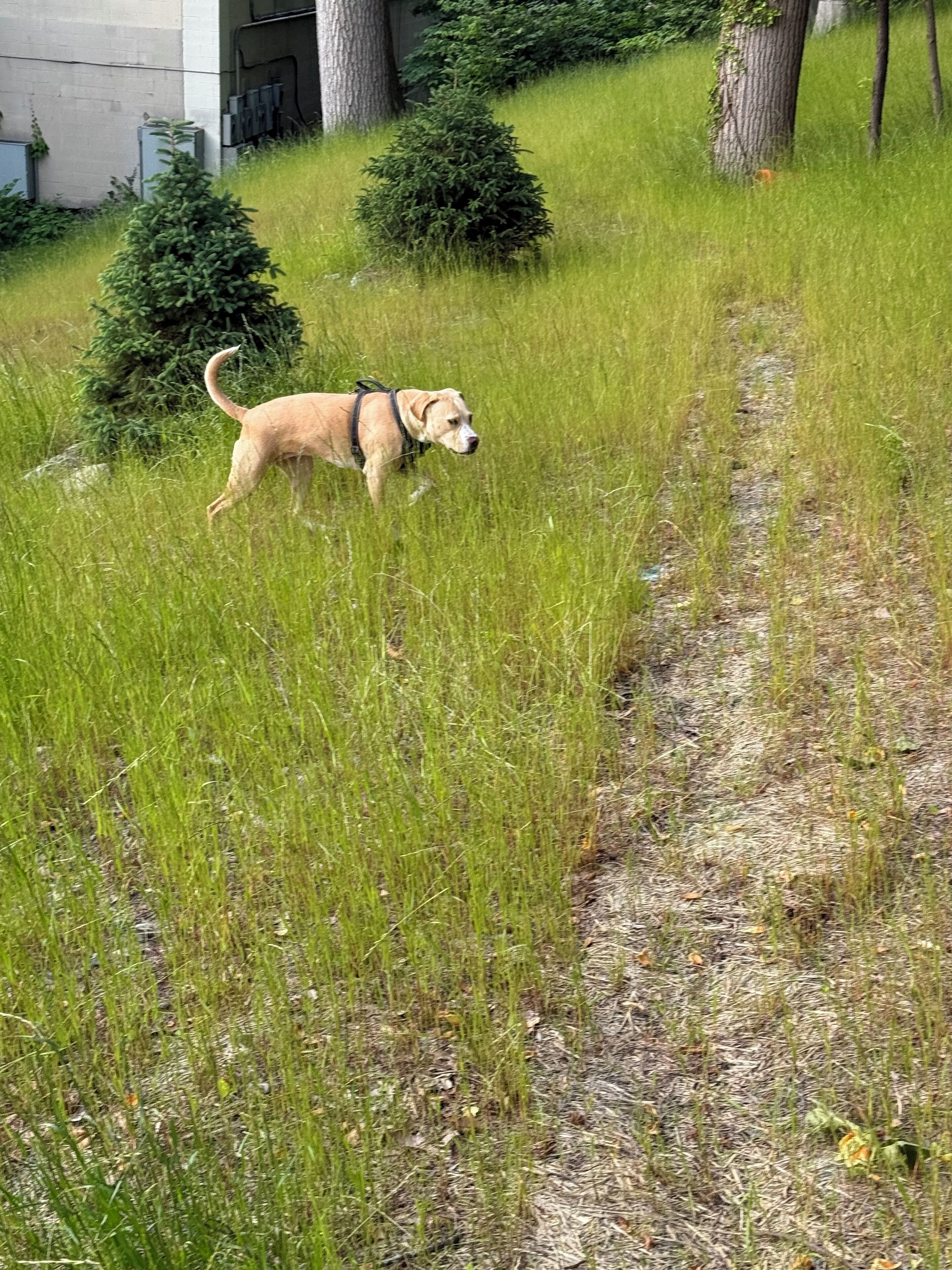 Un cane cammina lungo un sentiero erboso, con alberi e un edificio sullo sfondo.