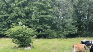 A group of cows in a grassy field with a wire fence. - Live in a scenic location, close to hiking trails or cozy cafés (Västra Götalands län)