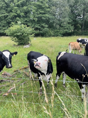 A group of cows in a grassy field with a wire fence. - Live in a scenic location, close to hiking trails or cozy cafés (Västra Götalands län)
