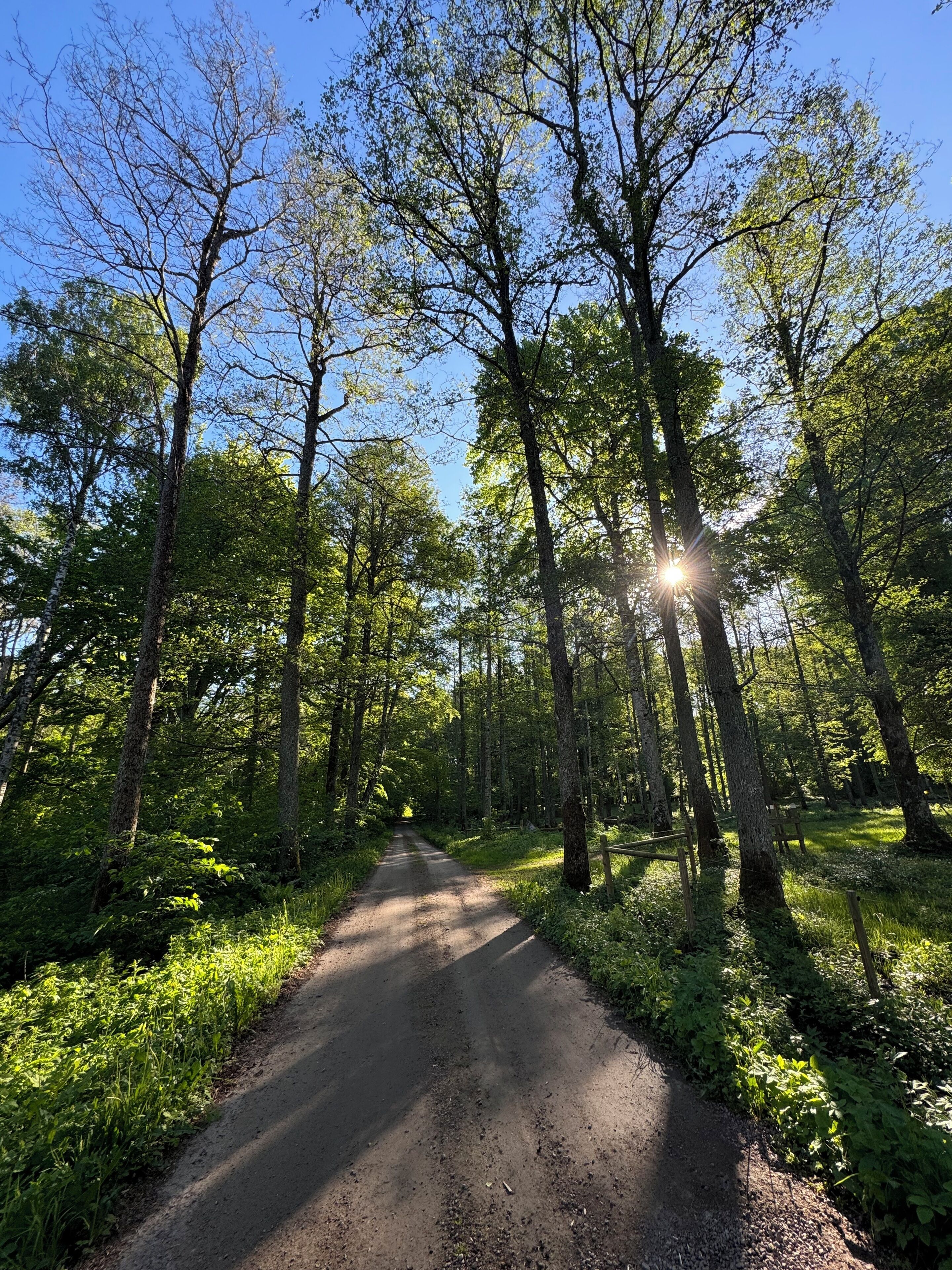 Une zone boisée avec un sentier de terre qui traverse de grands arbres.