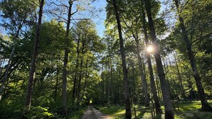 A forested area with a dirt path leading through tall trees. - Live in a scenic location, close to hiking trails or cozy cafés (Västra Götalands län)