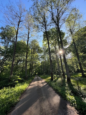 A forested area with a dirt path leading through tall trees. - Live in a scenic location, close to hiking trails or cozy cafés (Västra Götalands län)
