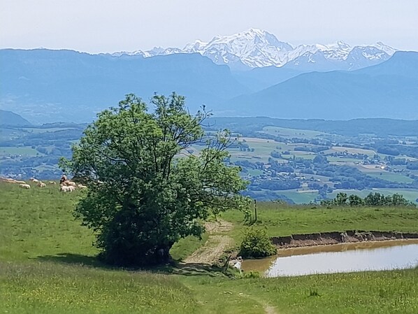 A rural landscape with a prominent tree, a small pond, and a distant mountain range. - A cosy little nest (Droisy)