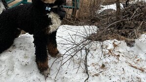 A dog standing in front of a red cabin with green trim and a metal chair.