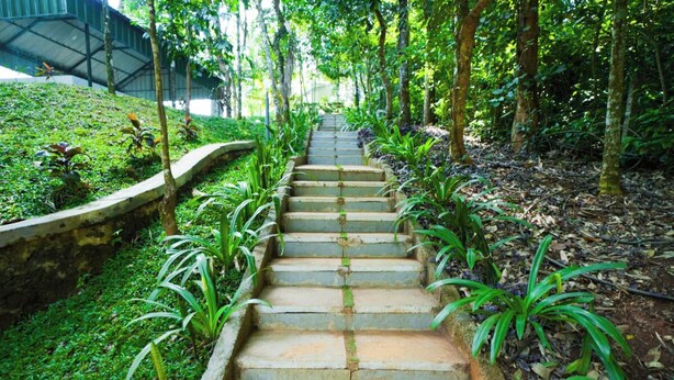 A set of stone steps surrounded by lush greenery and trees. - Holiday Courtyard (Vythiri)