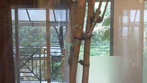 A room with bamboo structures and a view of greenery outside. - Holiday Courtyard (Vythiri)