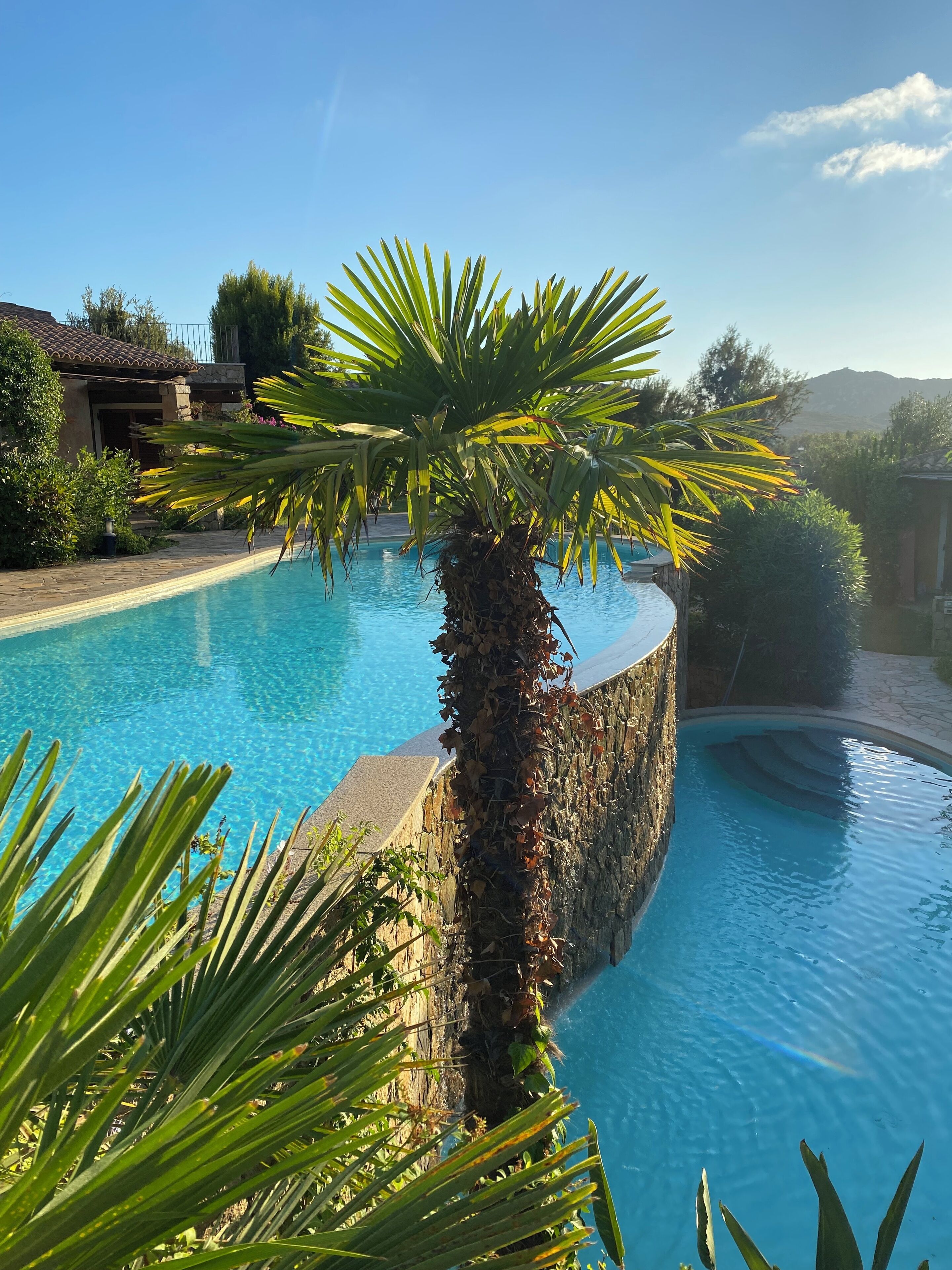 A pool with a stone wall and a palm tree, surrounded by greenery and a building in the background.