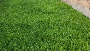 Un patio trasero residencial con cerca de madera, una casa de ladrillo y un césped bien cuidado.