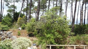 A natural landscape with a wooden fence, a stone wall, and dense greenery.