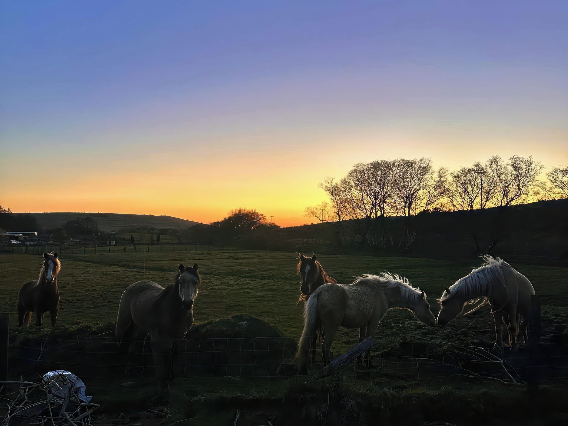 A stable with horses grazing during sunset.