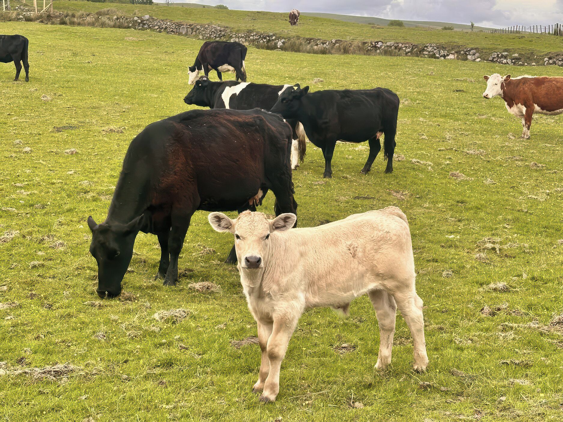 A grassy field with several cows grazing.