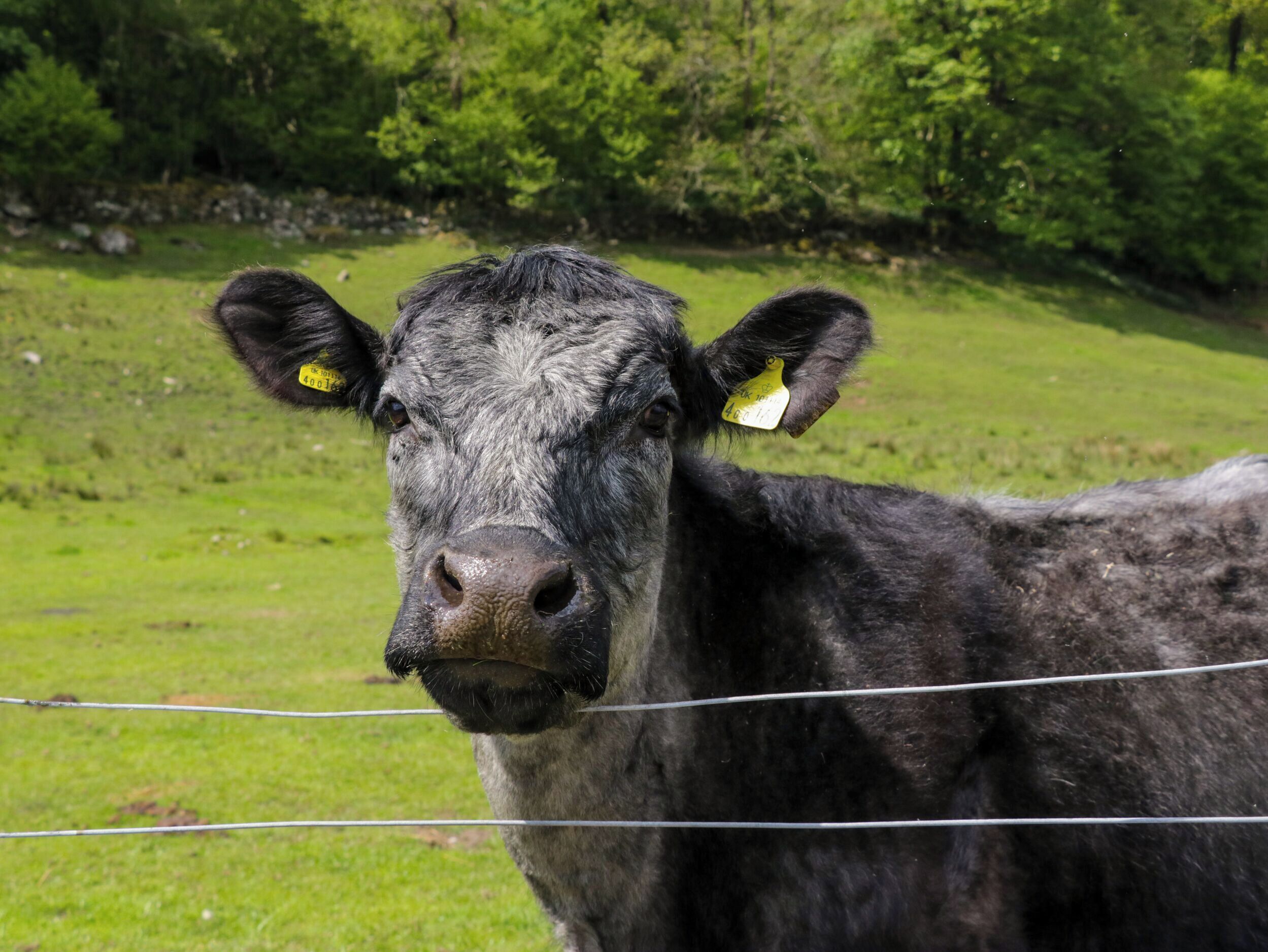 Une vache portant des étiquettes jaunes dans les oreilles, se tenant dans un champ herbeux.