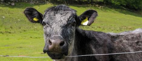 A cow with yellow ear tags standing in a grassy field.