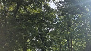 Ein bewaldetes Gebiet mit einem roten und einem weißen Gebäude, umgeben von Bäumen und Gras.