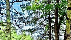 Una hamaca entre árboles en un bosque verde y frondoso.