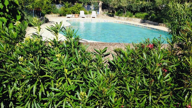 A swimming pool surrounded by lush greenery, with lounge chairs and a stone wall.