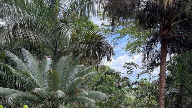 A lush garden with various tropical plants and a palm tree.