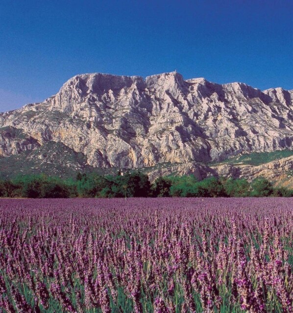 A field of purple flowers in front of a mountain.