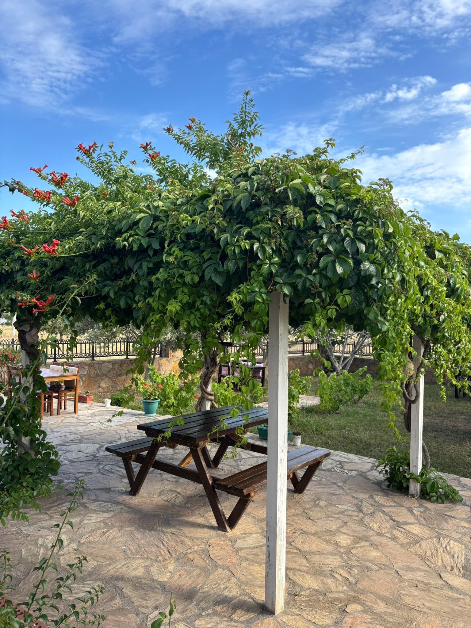 A stone patio with a wooden picnic table and benches, surrounded by lush greenery and a pergola covered in vines.