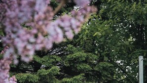 A garden with white Adirondack chairs and a wooden barrel fire pit. - Mallard Inn (St. John's)
