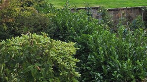 Un champ herbeux avec un mur de pierre au premier plan et des arbres en arrière-plan.