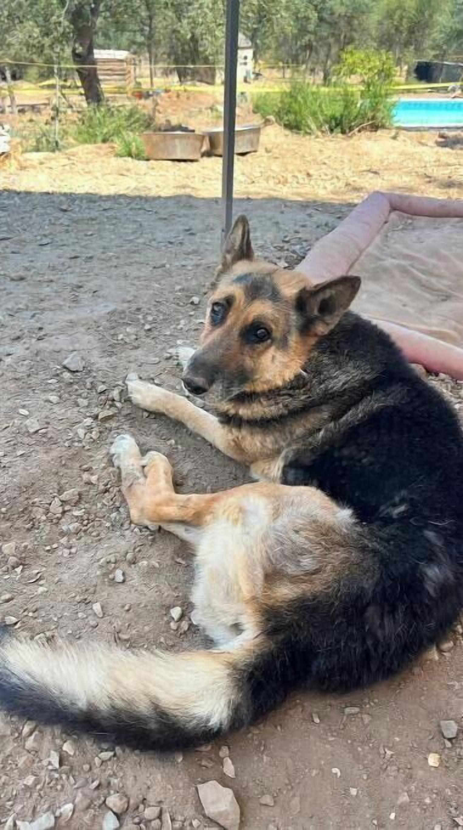 Un chien allongé par terre.