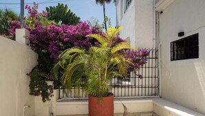 A potted plant with green foliage in a corner, a white wall, and a metal gate.