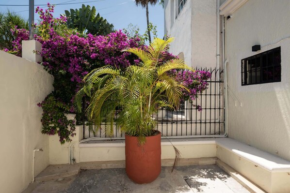 A potted plant with green foliage in a corner, a white wall, and a metal gate.