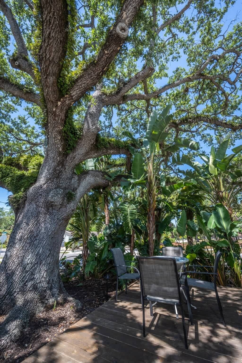 Un gran árbol de tronco grueso y ramas extendidas, rodeado de abundante vegetación y una terraza de madera con dos sillas.