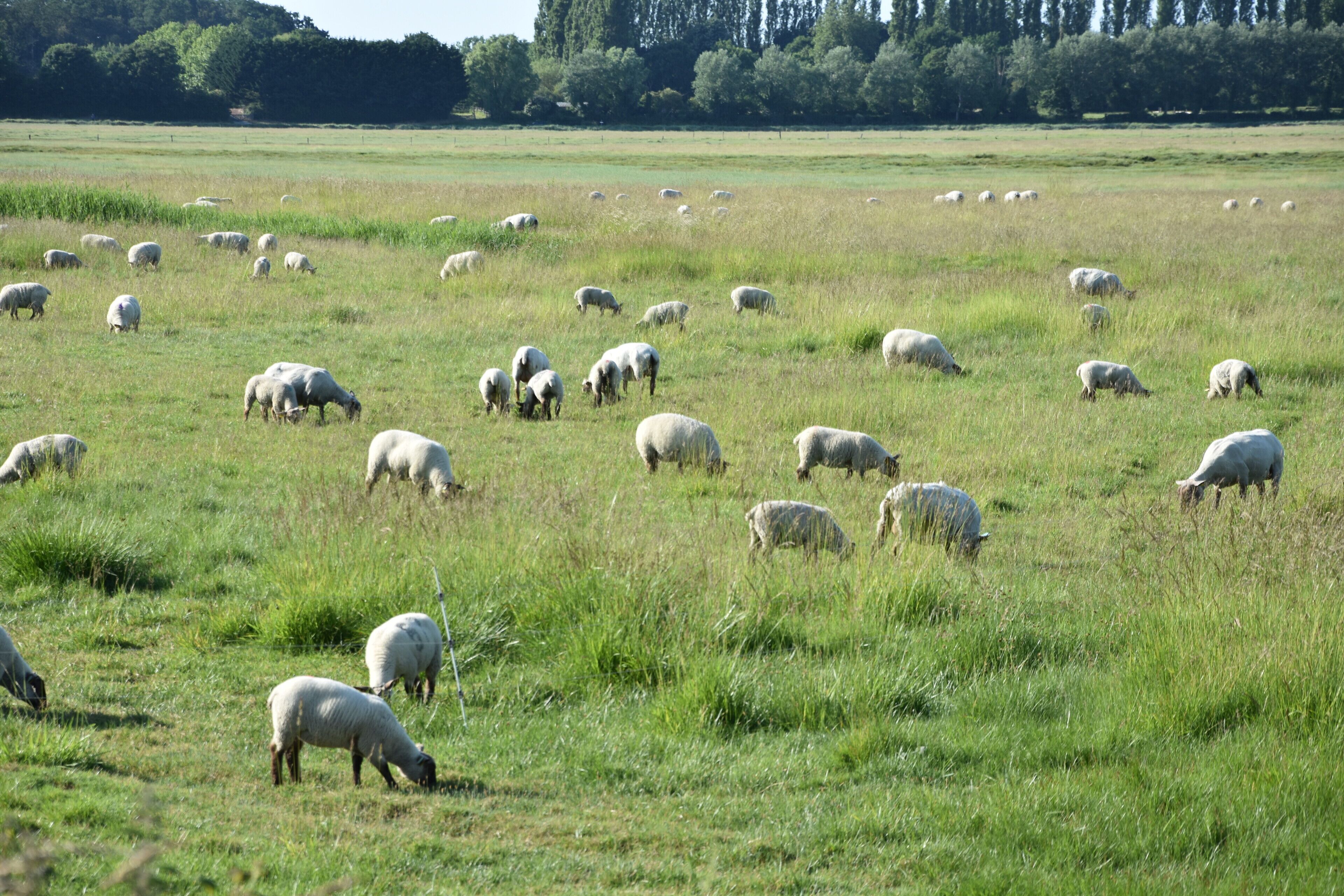 Un vaste champ où paissent de nombreux moutons.