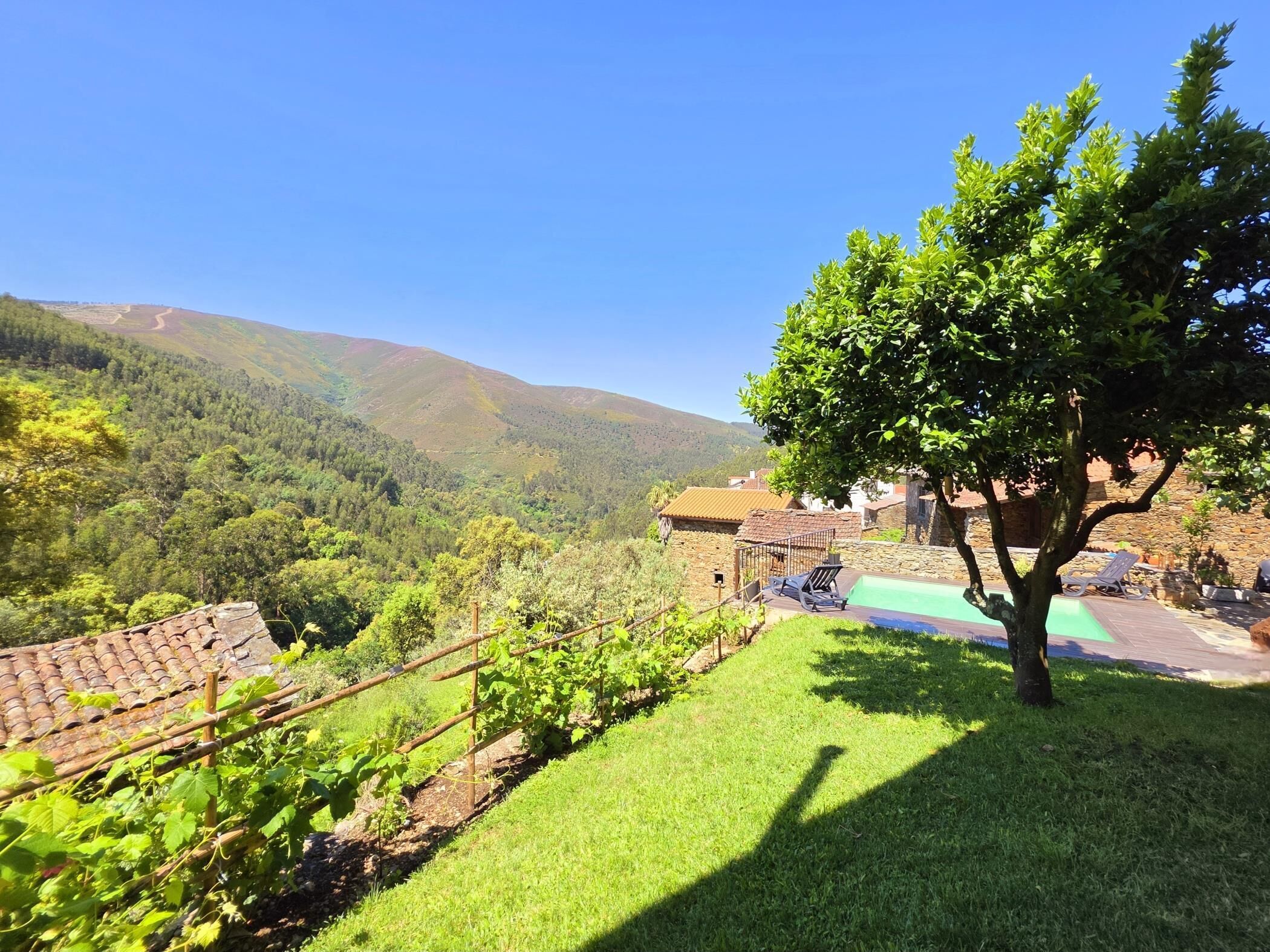 A vineyard with grapevines, a tree, and a pool area with lounge chairs.