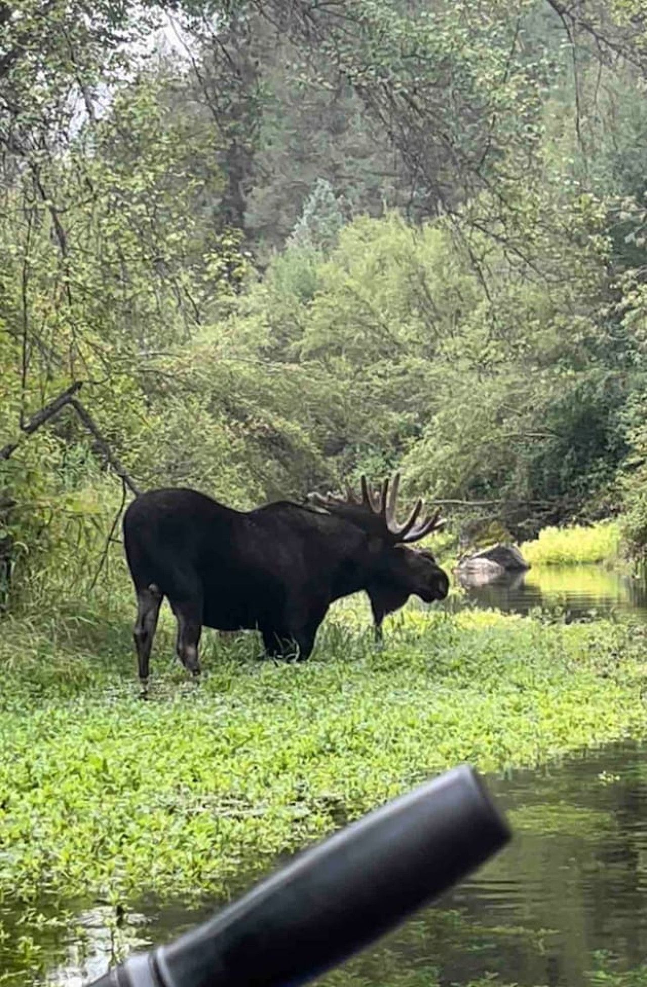 A moose in a natural setting with dense greenery and a body of water.