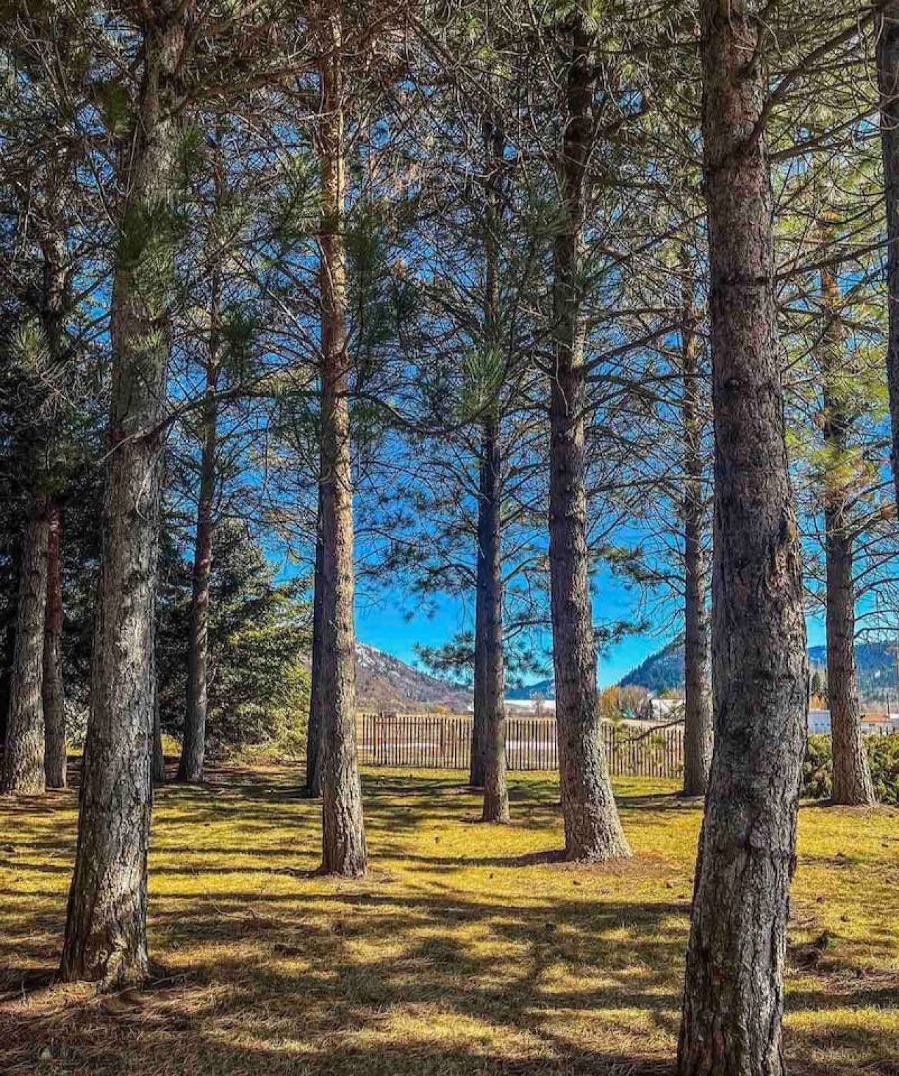A forested area with tall trees and a clear sky.