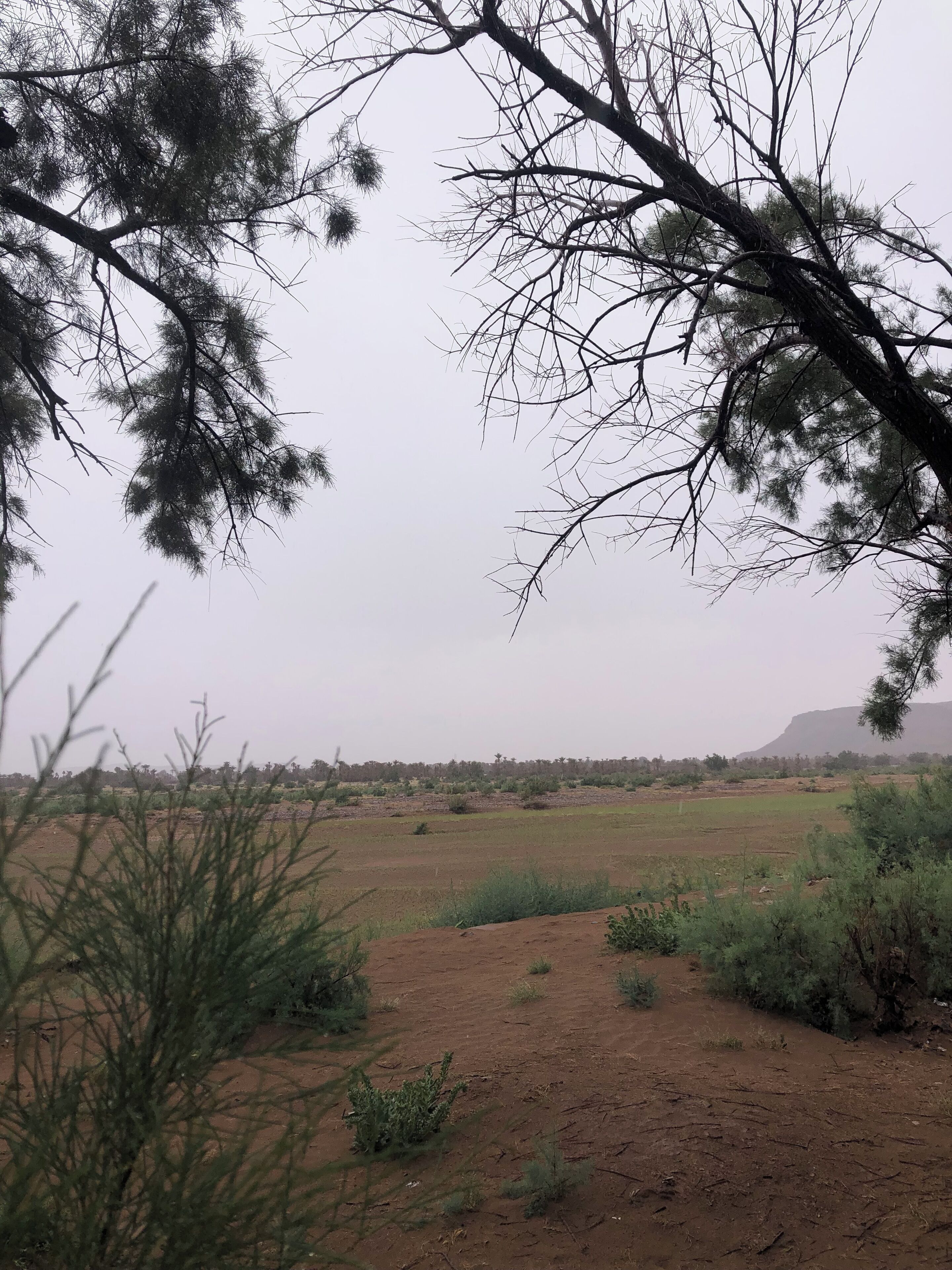 Eine karge Landschaft mit vereinzelter Vegetation und einem entfernten Berg.